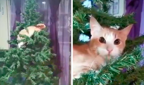 TikTok viral: gato sube a escondidas a un árbol de Navidad, pero su dueña lo descubre