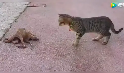 YouTube viral: enorme criatura emerge del mar y se enfrenta a curioso gato [VIDEO]