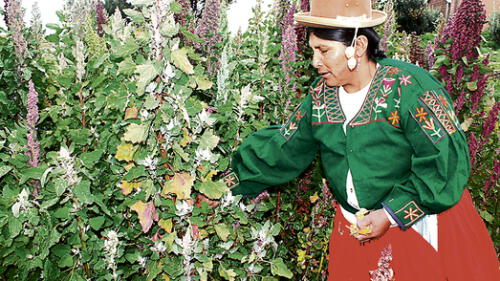 Puno: China sería el nuevo destino de quinua peruana