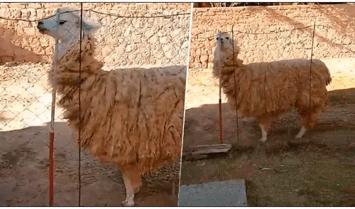 Facebook viral: llama ‘diabólica’ hace pasar momentos de terror a joven turista y las imágenes inquietan las redes [VIDEO]