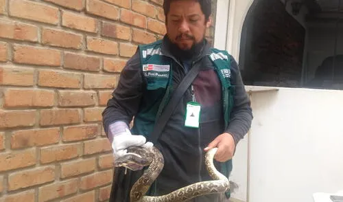 Decomisan a traficantes recursos forestales y de fauna silvestre Decomisan a traficantes recursos forestales y de fauna silvestre