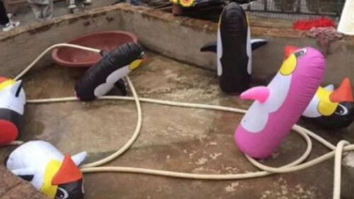 Zoológico prometió pingüinos y estafó al público con ‘ejemplares’ inflables [FOTOS]