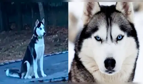 Facebook: Escuchó un ruido extraño, abrió la puerta y su perro estaba haciendo lo impensado [VIDEO]
