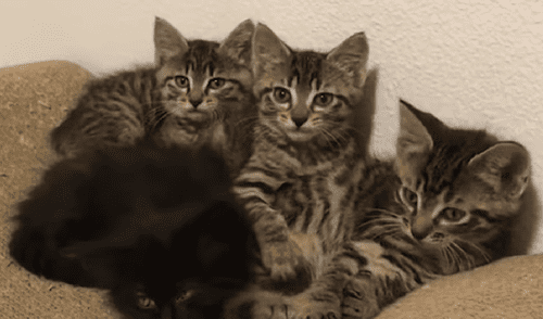 Facebook: gatitos realizan peculiar "truco" y los usuarios mueren de ternura [VIDEO]