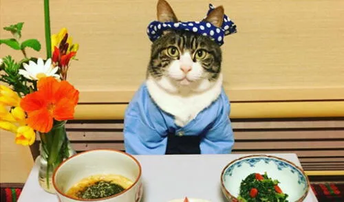 Instagram: Maro, el gato chef que enseña sobre comida japonesa en la red 