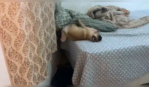 Facebook viral: perro sorprende a su dueña con impresionante truco para dormir en la cama de ella [VIDEO]