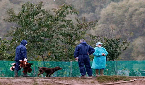 El brote de gripe aviar ya puso en alerta a Europa. Foto: AFP/archivo Rumania