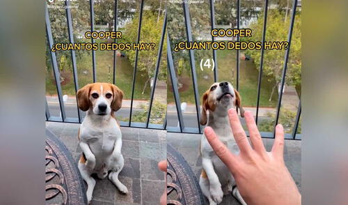 Desliza las imágenes para ver la increíble escena que protagonizó este inteligente perro y su dueño. Foto: Captura de TikTok/ Álvaro Guerra