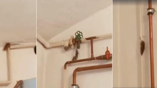 Facebook Viral: Ratón salió de su escondite sin imaginarse que tendría tan trágico final [VIDEO]