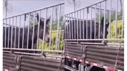 Burro llora y se arrodilla para no ser llevado al matadero, conmoviendo a las redes