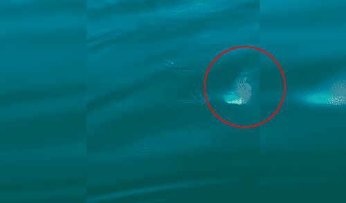 Facebook: familia entera es sorprendida tras aparición de bestia marina