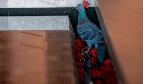 Desliza para ver todas las imágenes de Facebook. Foto: captura. paloma amapolas