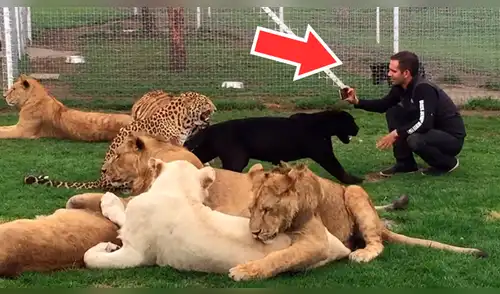YouTube viral: ingresa a jaula de felinos solo para sorprender a sus seguidores con un gran 'selfie' [VIDEO]