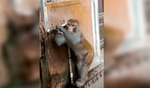 Facebook viral: mono se gana los aplausos de todos con admirable acto tras beber agua del caño [VIDEO]