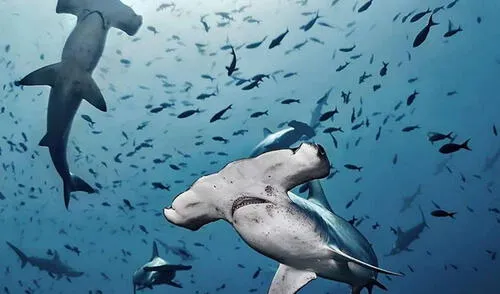 La captura del tiburón martillo está permitida bajo el régimen de la Carta Nacional de Pesquería.