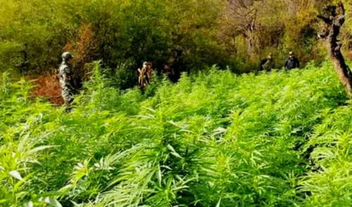 Ayacucho: Policía halló 185 mil plantones de marihuana y laboratorio clandestino