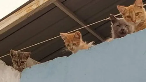 Gatitos de aproximádamente dos meses buscan hogar.