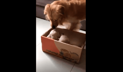 Vía Facebook: perro se pone celoso al ver a los nuevos integrantes de la familia [VIDEO]
