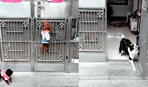 Facebook: perros cometen travesura y hacen lo inimaginable para que su dueña no se entere [VIDEO]