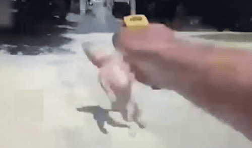 YouTube: indignación por policía grabado usando pistola eléctrica contra perro [VIDEO]