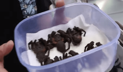 YouTube viral: Luisito Comunica