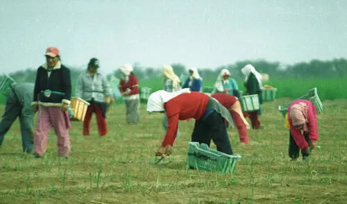 Lambayeque Olmos agricultores Lambayeque Olmos agricultores