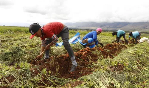 Minagri destina S/ 238 millones para el fondo Sierra Azul Minagri destina S/ 238 millones para el fondo Sierra Azul