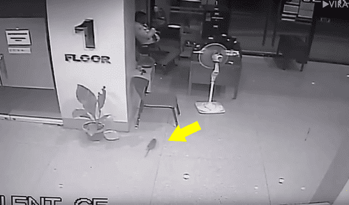 Facebook viral: vigilante es sorprendido por gigante rata mientras jugaba en su celular [VIDEO]