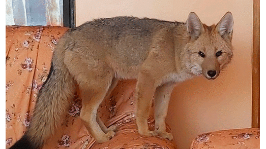 Polémica por “rescate” de Antonio, el zorro criado como mascota por una familia boliviana