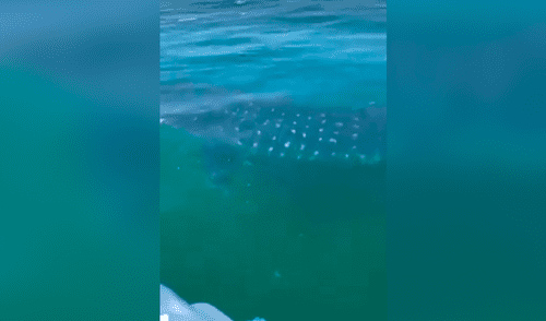 Bañistas nadan junto a tiburón ballena en Tumbes [VIDEO]