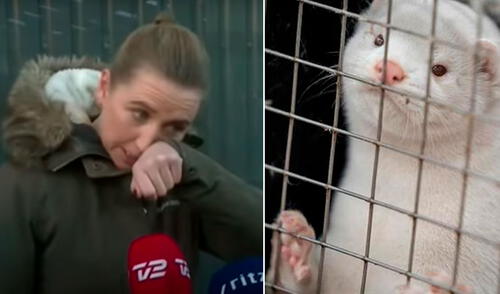 Dinamarca: primera ministra se quiebra al disculparse por matanza de visones