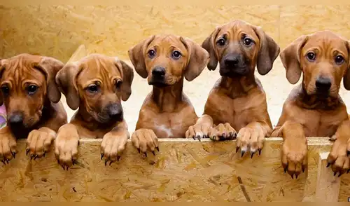 Perros esperaron por horas en un hospital mientras dueño indigente era atendido [FOTO]