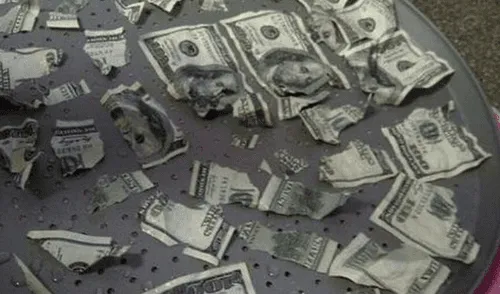 India: ratas ingresaron a cajero y devoraron 18 mil dólares [FOTOS]