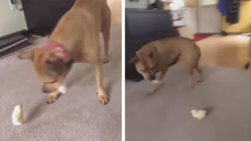 Youtube: Pollito asusta a un enorme perro y video sorprende a miles