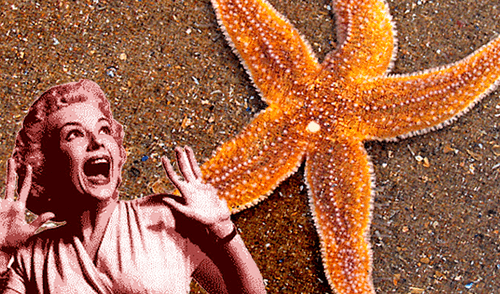 YouTube: Científicos sorprendidos tras hallar estrella de mar mutante con seis brazos [VIDEO]