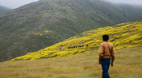 Lomas Cachendo. Zona fue declarada como un ecosistema frágil. Temen que sea afectado por operaciones de Tía María. Lomas Cachendo. Zona fue declarada como un ecosistema frágil. Temen que sea afectado por operaciones de Tía María.