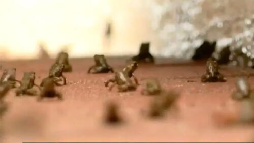 Miles de diminutos sapos venenosos invaden barrio en Florida [VIDEO]