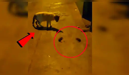 Youtube viral: Gato quiere atrapar a dos ratones, pero peculiar conducta de estos lo desconcierta [VIDEO]