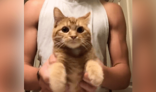 Desliza a la izquierda para conocer más sobre este nuevo video viral de TikTok. Foto: Captura. Gato