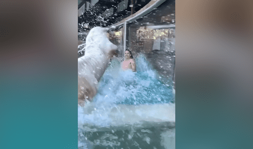 Desliza hacia la izquierda para ver el efusivo salto de un tigre albino al toparse con su cuidador. El video es viral en Facebook. Facebook viral: Intenta nadar con felinos y gigantesco tigre albino lo sorprende con efusivo salvo