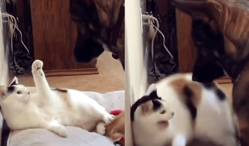 YouTube viral: perro le da una terrible lección a gato que le robó su cama [VIDEO]