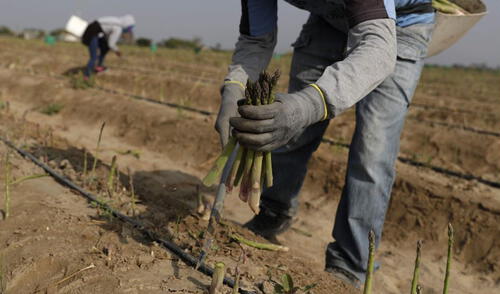 Agricultura