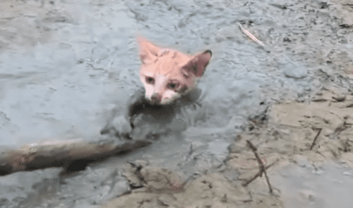 Facebook viral: Gato bebé queda atrapado en el barro y hombre acude a su rescate [VIDEO]