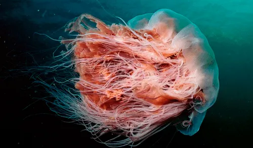 Se sumergen en el mar y encuentran a una de las medusas más grandes del mundo