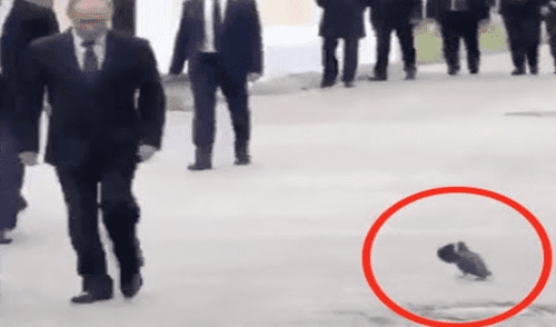 YouTube: la verdad sobre la paloma que saludó a Vladimir Putin [VIDEO]
