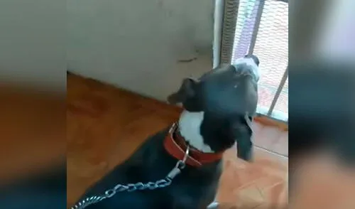 Facebook viral: perrita preñada acude al veterinario para que le hagan ultrasonido