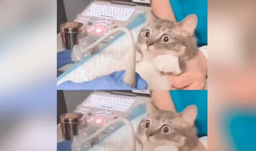 YouTube viral: Gata mira ultrasonido de su cría y sorprende su reacción al verlas [VIDEO]