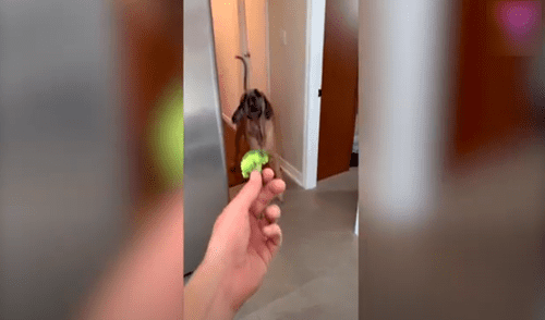 Desliza las imágenes para conocer a Brewski, el gran danés de 88 kilos que le teme hasta a un calcetín. Foto: TikTok