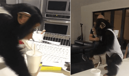 YouTube: chimpancé se reencontró con su criador y escena es conmovedora