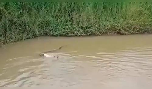 Facebook viral: hambrienta serpiente intenta devorar a perros que entrar a jugar al río [VIDEO]